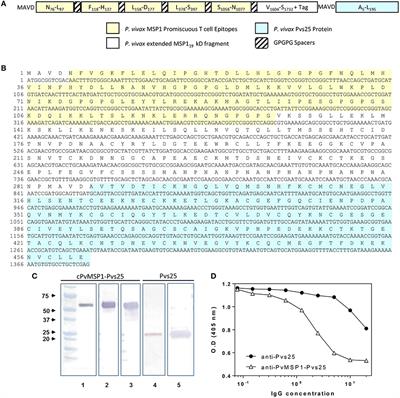 A Multi-Stage Plasmodium vivax Malaria Vaccine Candidate Able to Induce Long-Lived Antibody Responses Against Blood Stage Parasites and Robust Transmission-Blocking Activity